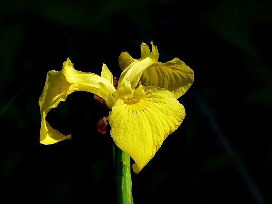 {Iris pseudacorus}